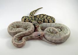 9 best ball python breeders on the