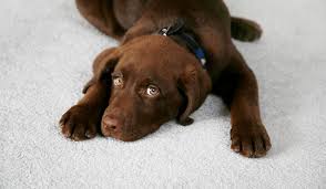 why homes with dogs need carpet