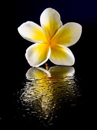 bloom flower white blossom yellow