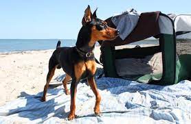 Maybe you would like to learn more about one of these? Miniature Pinscher Description Energy Level Health Interesting Facts