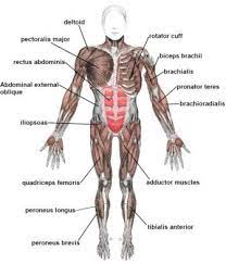 Parts of the body in english | human body parts names. Biology For Kids Muscular System