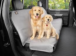 Best Ways To Travel With Your Dog