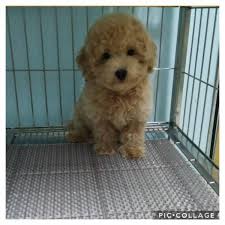 toy poodle maltipoo puppies