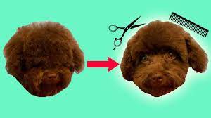 dog face trim grooming a toy poodle