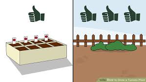 How To Grow A Tomato Plant With Pictures Wikihow