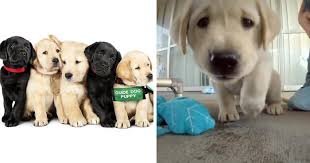 8wks old, vaccinated & vet checked. This Adorable Netflix Dogumentary Follows 5 Labrador Puppies Training To Become Pawsome Guide Dogs Bored Panda
