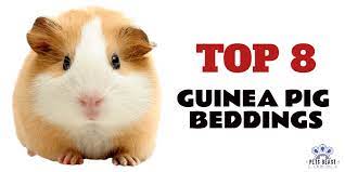 top 8 best guinea pig beddings for