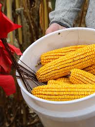 Corn Yield Variability Challenge Hefty Seed Company