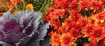 Annuals For Spectacular Fall Colour