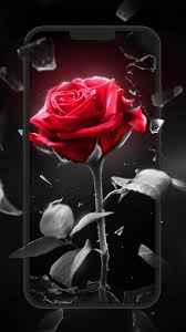 red rose live wallpaper free android