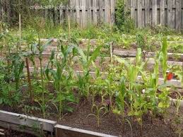 Growing Corn In Raised Beds Is It