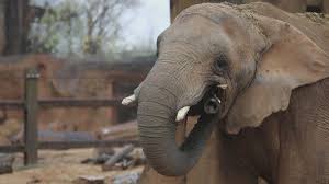 elephants moving to an animal sanctuary