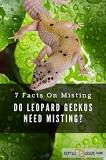 should-you-spray-your-leopard-gecko-with-water
