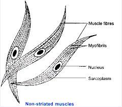 Smooth muscle tissue, unlike striated muscle, contracts slowly and automatically. Draw A Neat Labelled Diagram Of Non Striated Muscle