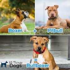Boxer, american staffordshire terrier, mixed. Pitbull Boxer Mix The Ultimate Breed Guide To This Bouncy Boxer Mix All Things Dogs All Things Dogs
