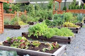 how to grow a personal kitchen garden