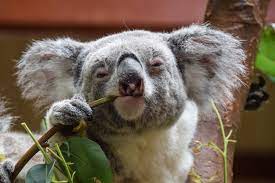Dumb-koala