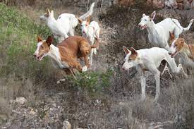 Please be considerate of children that may be signed on. Beezer Ballet Hunting With The Ibizan Hounds Of Mallorca Welcome To Podifee S Blog