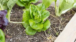 Growing Lettuce In The Summer Heat Organic Gardening Blog