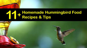 11 diy hummingbird food recipes