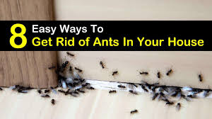 get rid of ants in the house