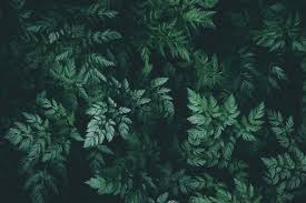 forest green backgrounds wallpapers