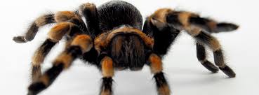 What You Should Know About Tarantulas