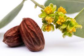 Jojoba is often used as hydrogen in lipsticks, shampoos, ears, hands, and lotions of the body in cosmetic products. How To Use Jojoba Oil For Hair Nails Skin For Maximum Benefit