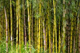 Bamboo In Your Garden Nice Decoration