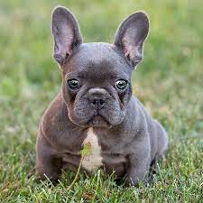 Micky and lilly french bulldog puppy for sale adorable, affectionate and sweet french bulldog puppies. Our Breeding French Bulldog Breed
