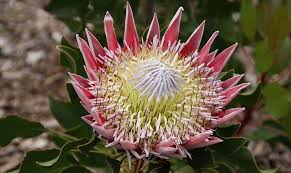 Compact shrub to 7' with dense oval leaves. Protea Flower Meaning Symbolism And Colors