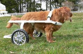 diydogwheelchair com