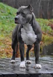 Each has their own characteristics, both physical and temperamental. 100 Best Staffordshire Terrier Ideas Staffordshire Terrier Terrier Pitbull Terrier