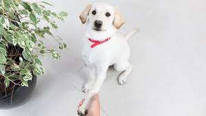 Quickly find the best offers for trained puppies for sale uk on newsnow classifieds. How Much Does A Puppy Cost All You Need To Know Purina