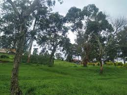 everything uganda trees of masaka part