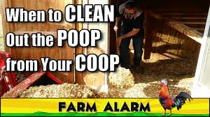 get rid of flies in your en coop