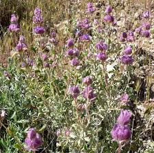 Know for its strong flowery scent lavender is one of the most recognizable purple flower around. Purple Sage Wikipedia