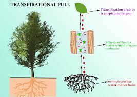 The most important function of transpiration in plants is to cause(a) Loss  of surplus water(b) Cooling of the plant(c) The rapid ascent of sap(d) The  rapid rise of minerals