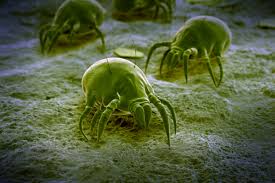 destroy dust mites in carpet and