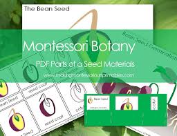 Montessori Botany Parts Of A Seed Pdf Puzzle Activity Set