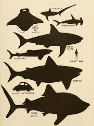 Nemfrog Big Shark Size Comparison Chart Shadows In The