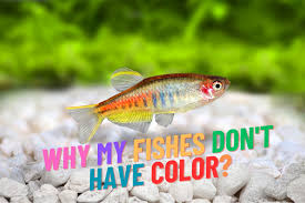 why my fishes don t have color