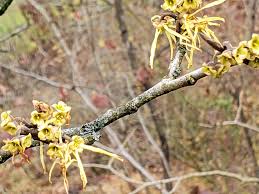 witch hazel adds to the winter landscape