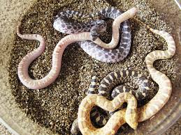 For one thing, gopher snakes lay eggs and rattlers have live births. Gopher Snake Care And Breeding Information Reptiles Magazine