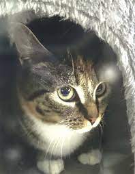 13th Street Cat Rescue gambar png
