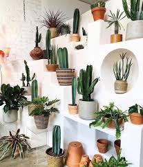 succulents cacti or house plants