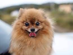 12 pros and cons of owning a pomeranian