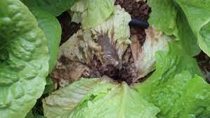 Beyaz çürüklük - BASF Tarım Çözümleri Türkiye