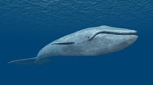 Résultat de recherche d'images pour "Blue Whale Challenge"