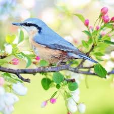 8 haiku nature poems about spring